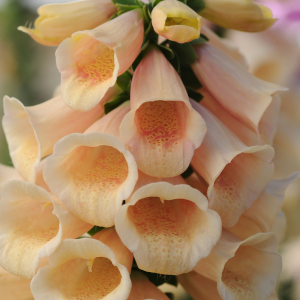 Digitalis (Foxglove)