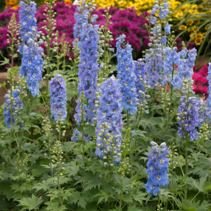 Delphinium