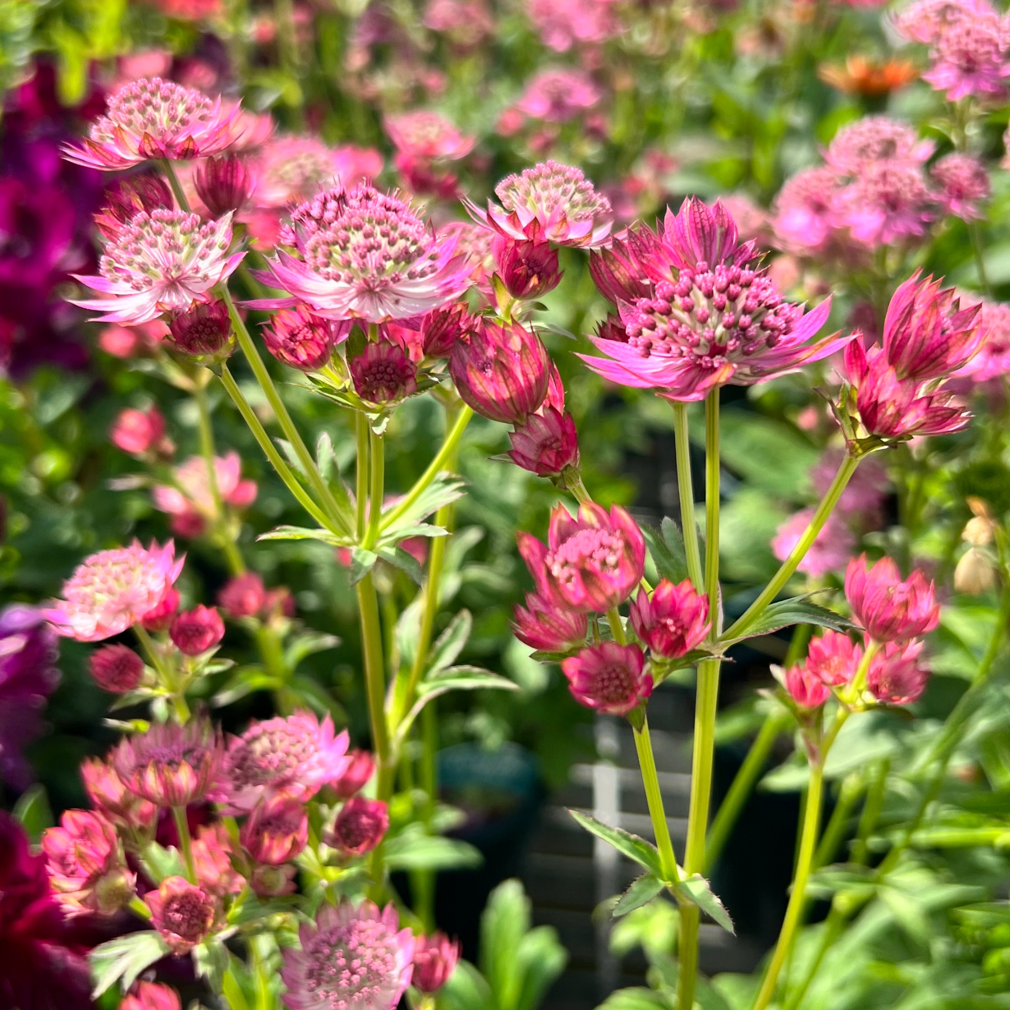 Astrantia