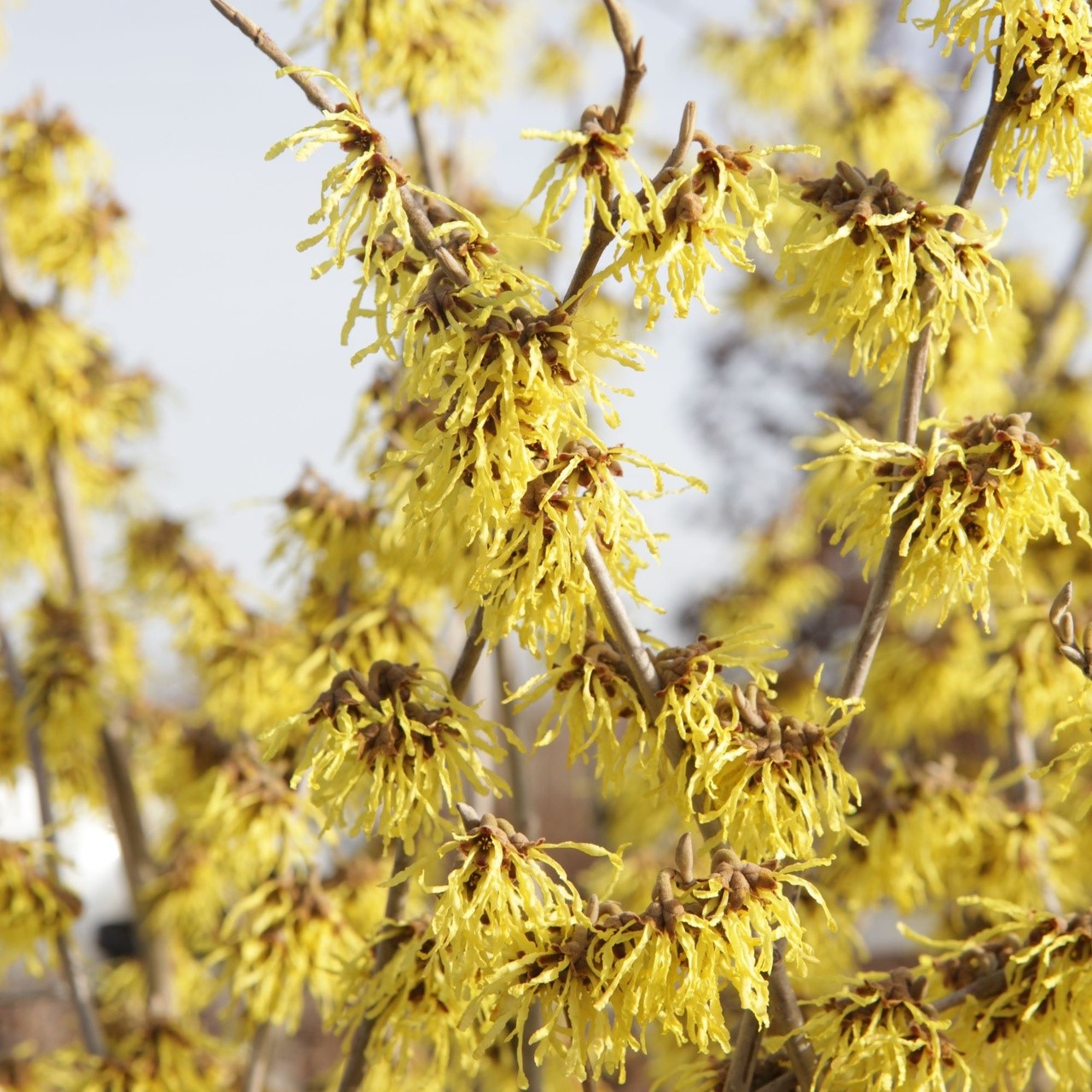 Hamamelis