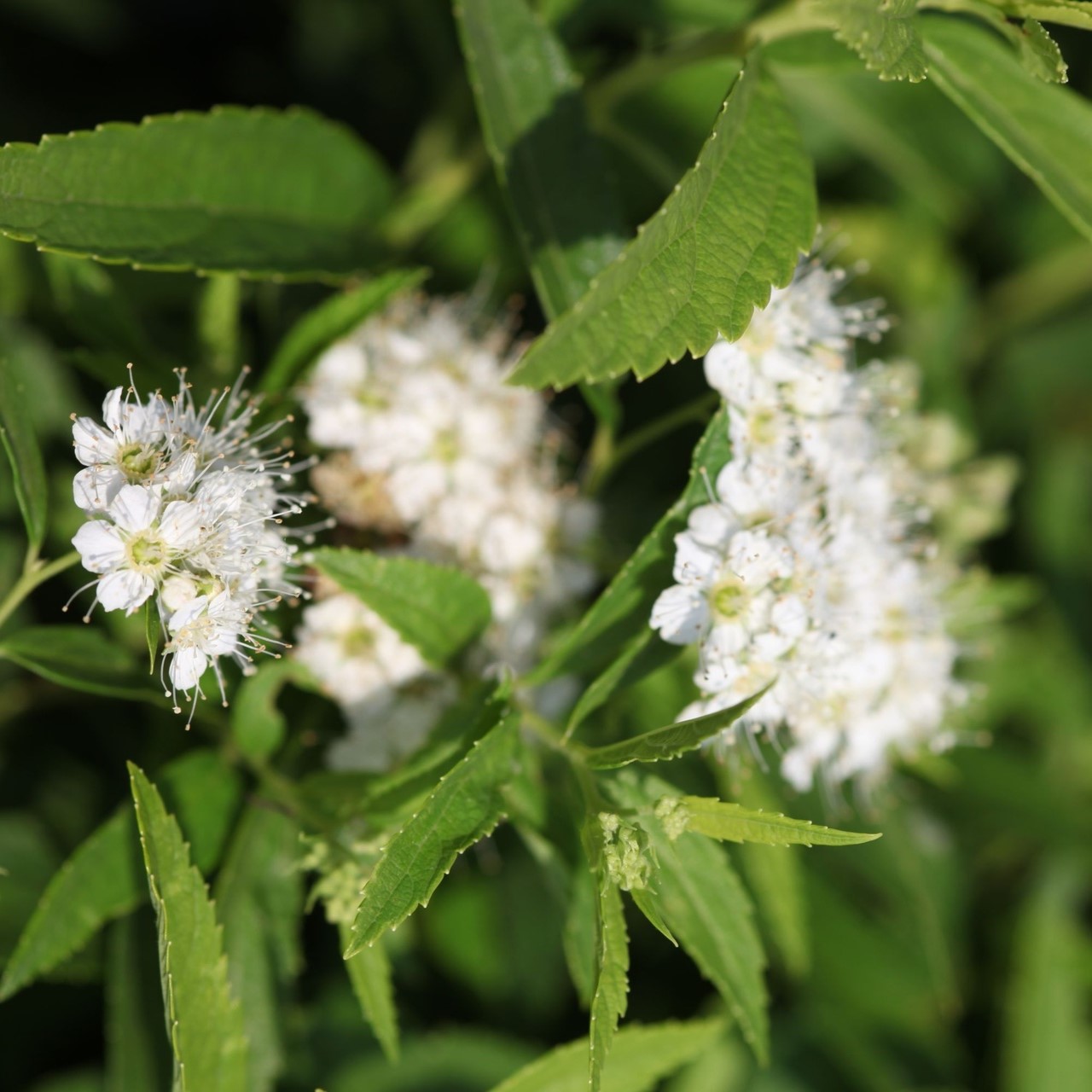 Spiraea