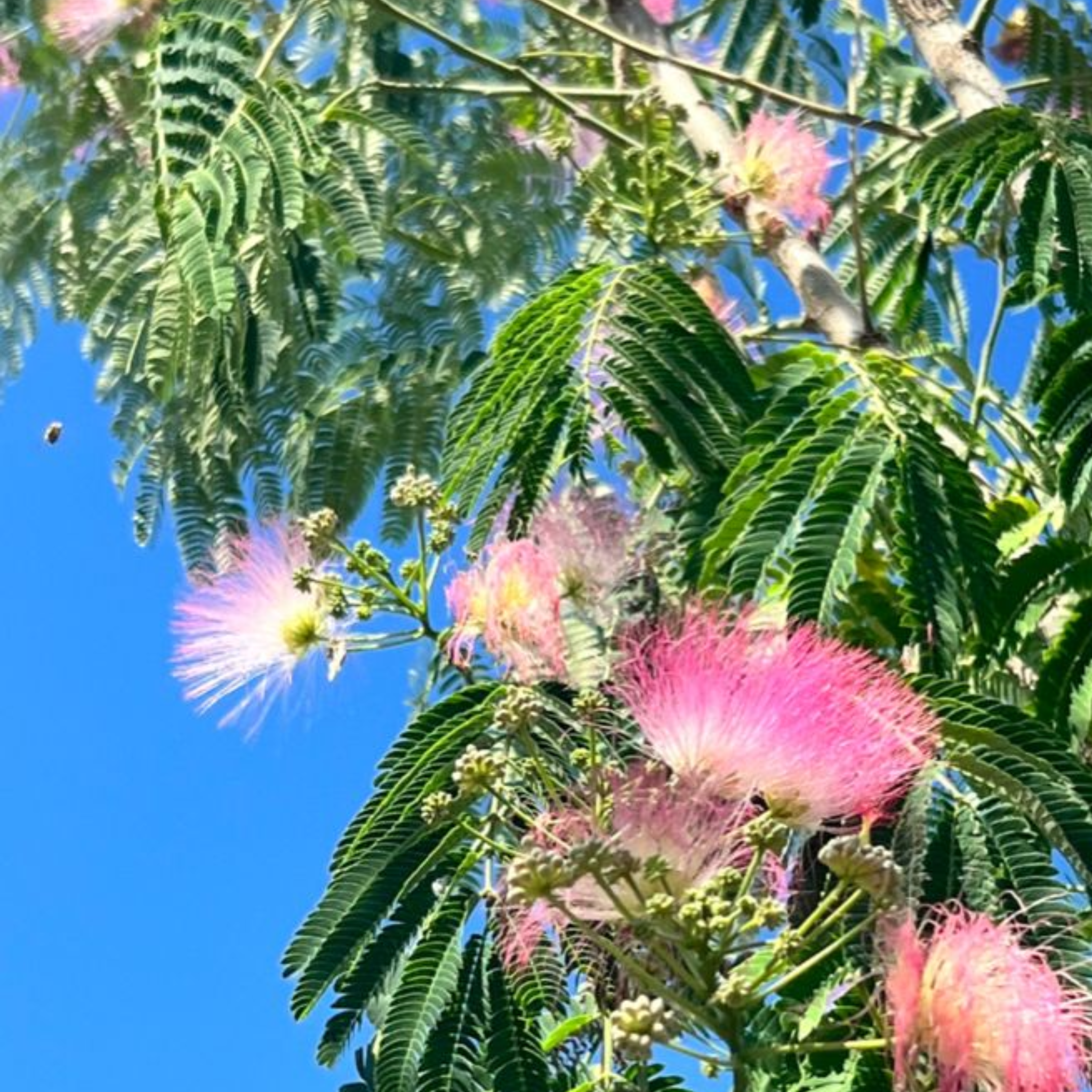 Albizia