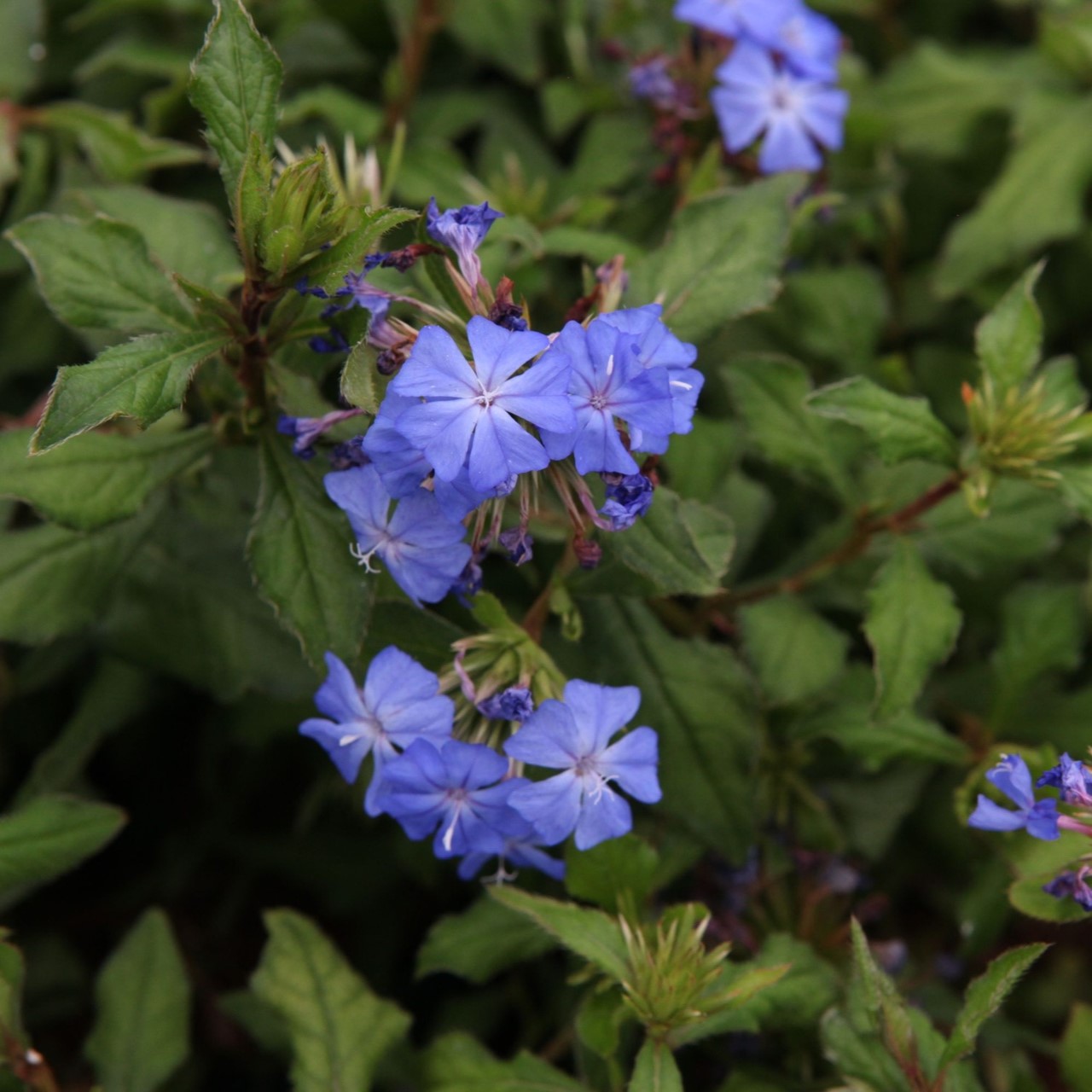 Ceratostigma