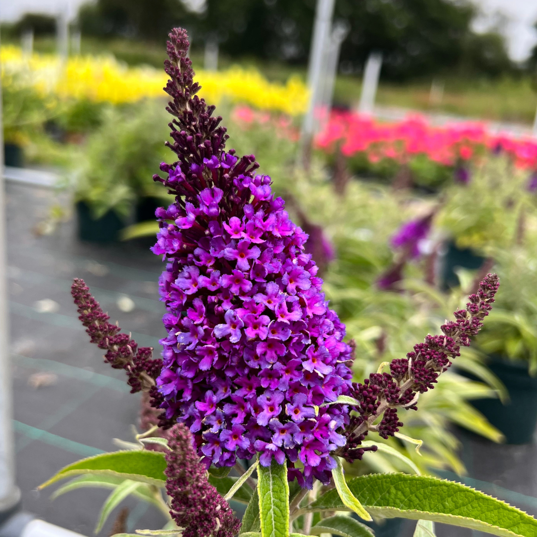 Buddleja