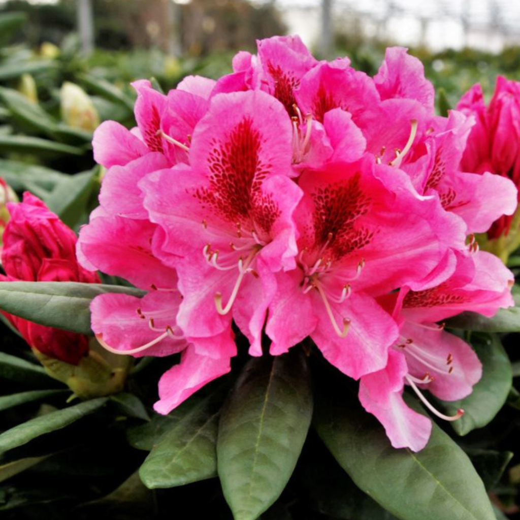 Azalea, Rhododendron & Camellia