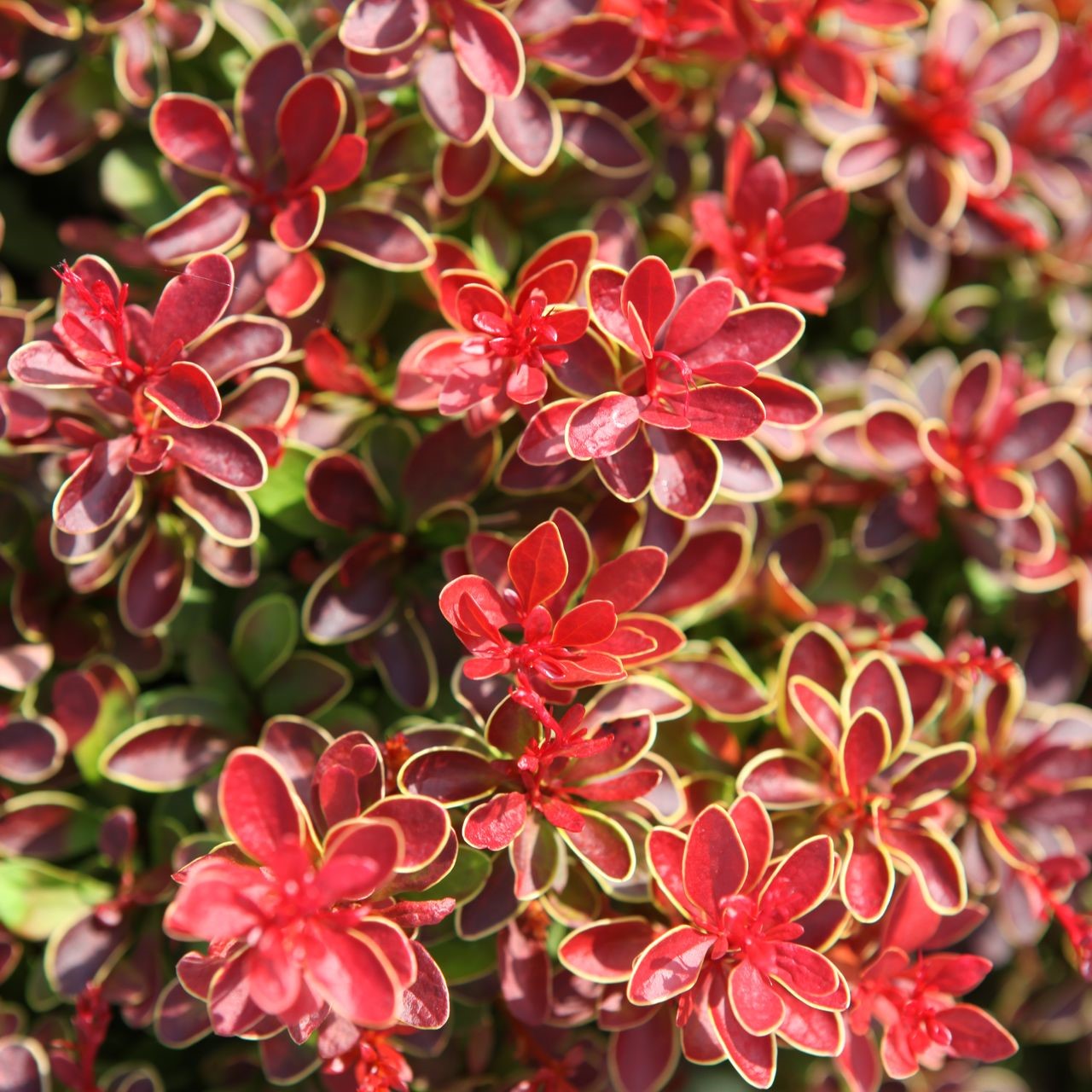 Berberis