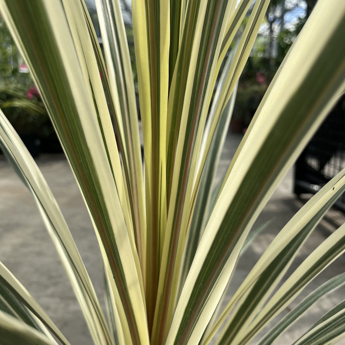 Best Cordylines for Pots and UK Gardens