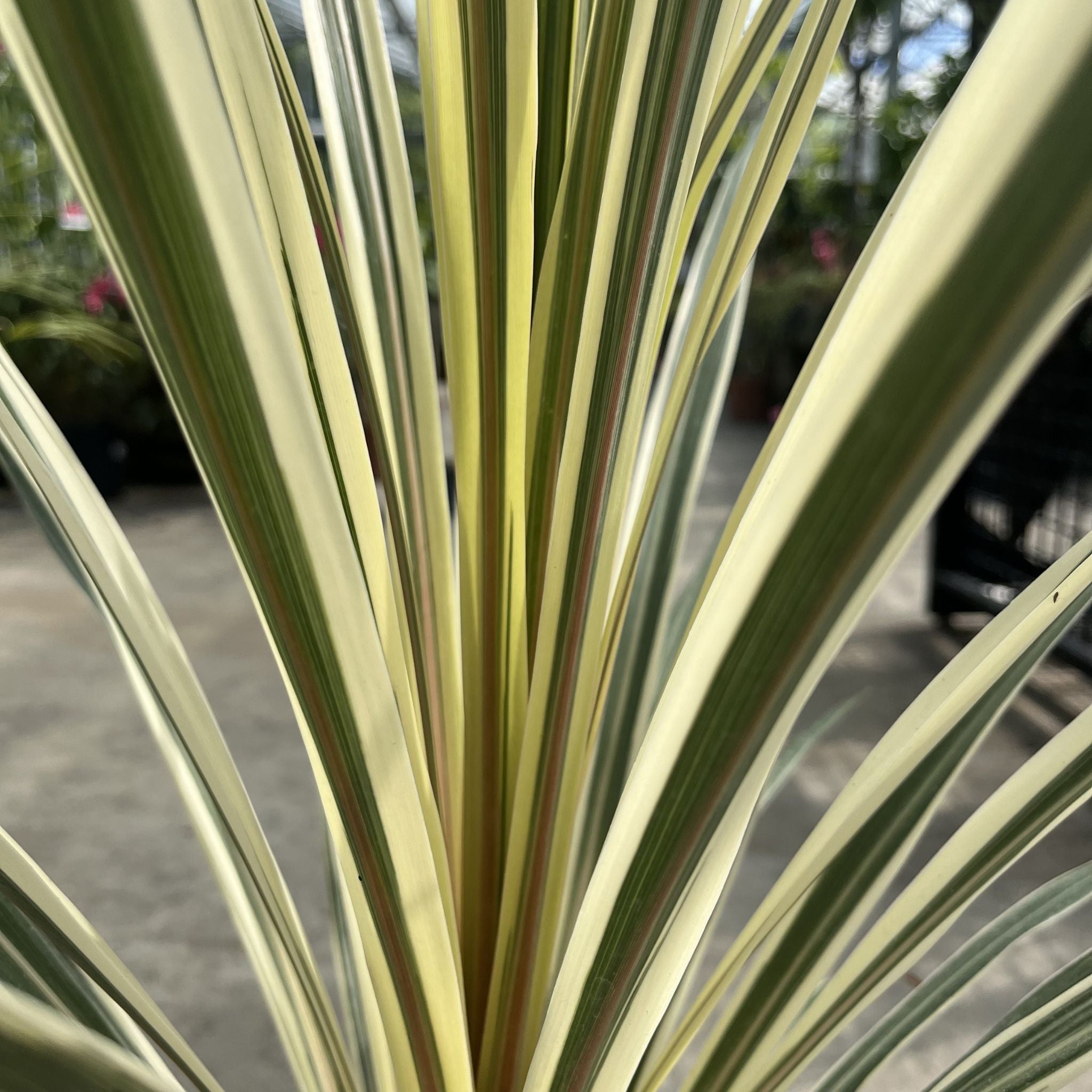 Best Cordylines for Pots and UK Gardens