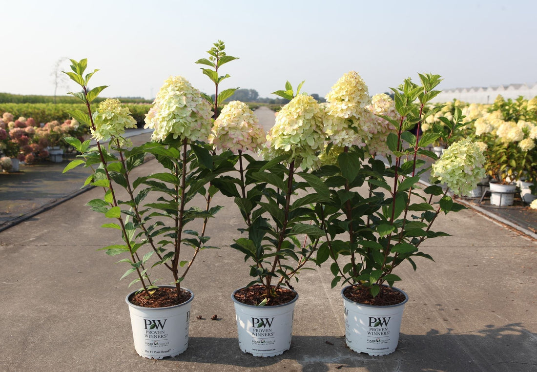 Hydrangea Paniculata Size Guide: Best Varieties for Pots, Borders and Hedges
