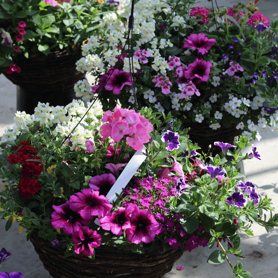 Mixed Summer Planted Hanging Basket