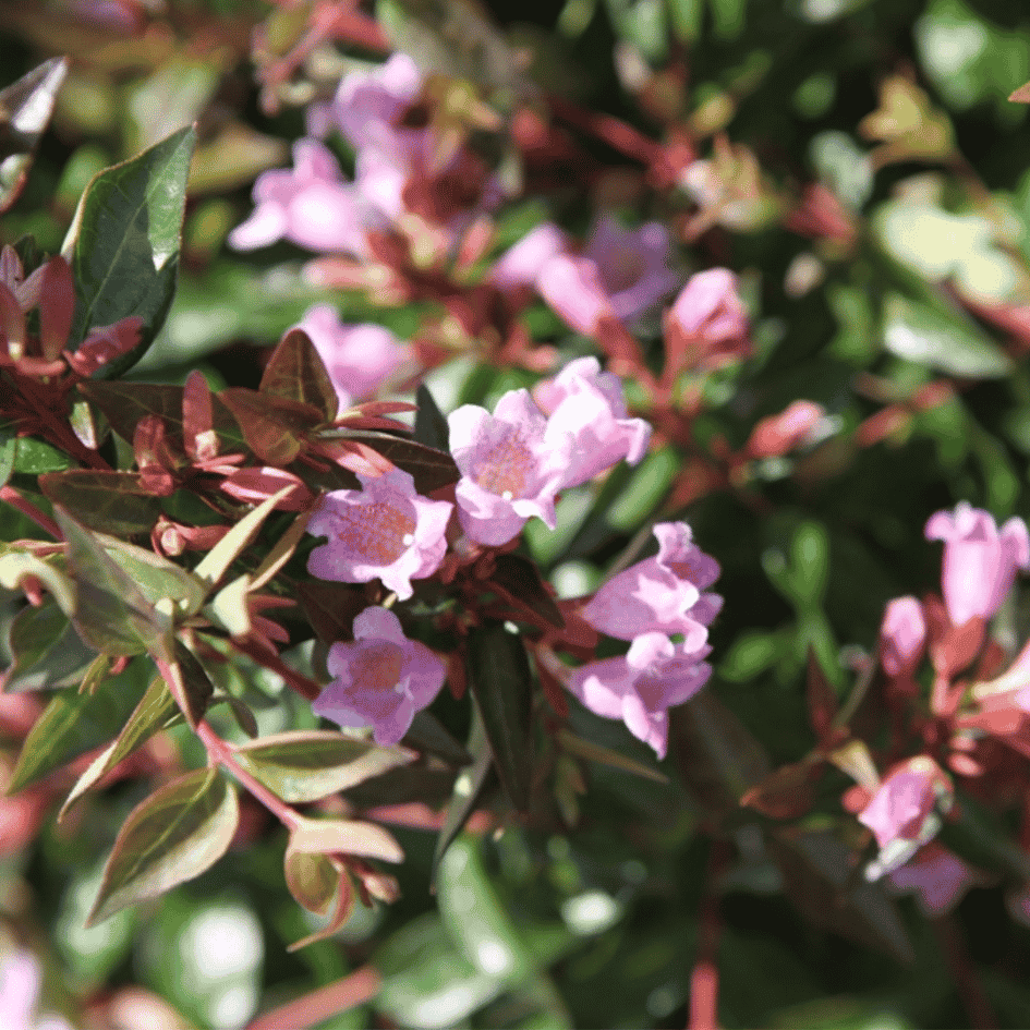 Close-up of lilac-pink trumpet-shaped flowers of Abelia ‘Edward Goucher’ against glossy green foliage.
