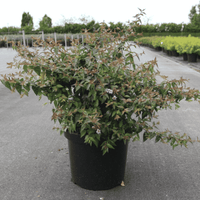 Healthy Abelia ‘Edward Goucher’ shrub in a 10-litre nursery pot covered in fragrant pink flowers and attractive green foliage.