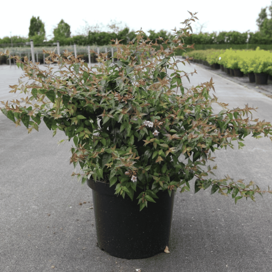 Healthy Abelia ‘Edward Goucher’ shrub in a 10-litre nursery pot covered in fragrant pink flowers and attractive green foliage.
