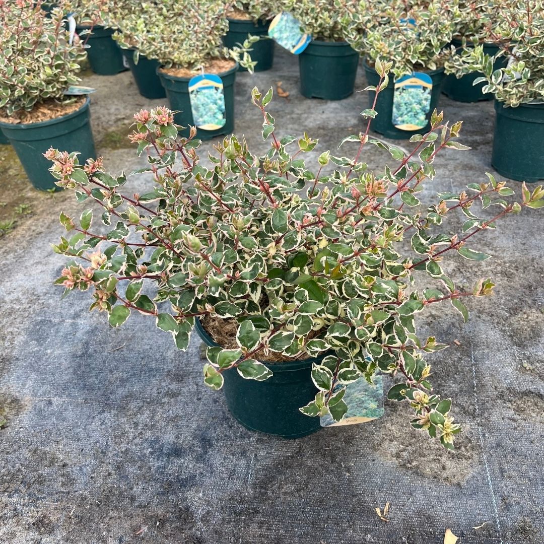 A potted variegated leafy plant, likely a holly or privet shrub, in a dark green nursery pot on a concrete surface, with other similar plants in the background.