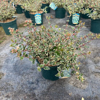 A potted variegated leafy plant, likely a holly or privet shrub, in a dark green nursery pot on a concrete surface, with other similar plants in the background.