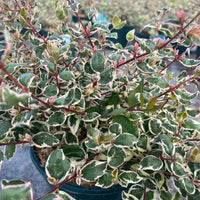 A close-up of a variegated leafy plant with green, cream, and reddish variegated leaves, growing in a dark green plastic pot.