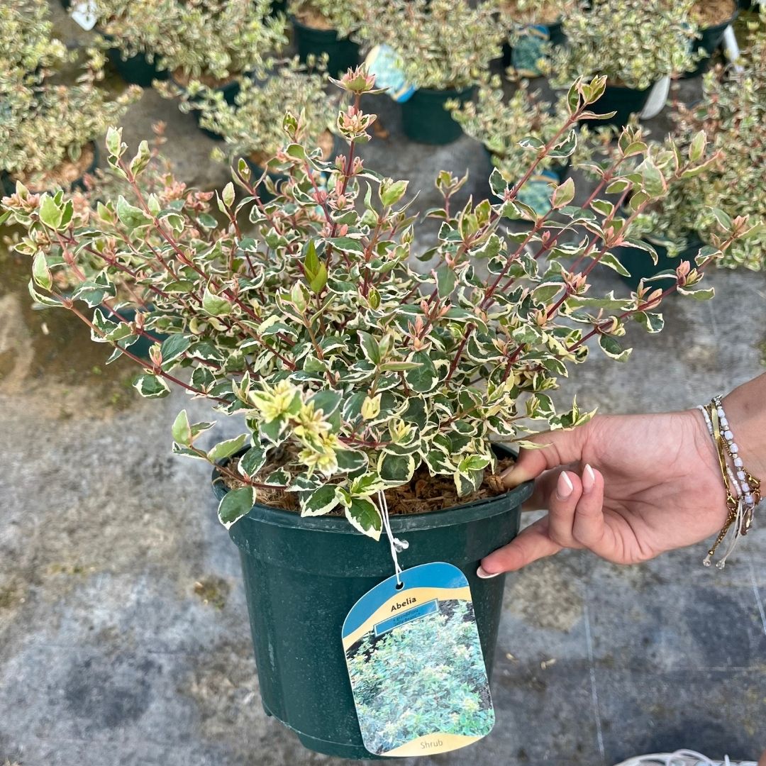 A potted variegated shrub with green, yellow, and reddish leaves in a dark green plastic nursery pot, held by a person's hand. A hanging tag is attached to the pot, and other potted plants are visible in the background on a gray stone surface.