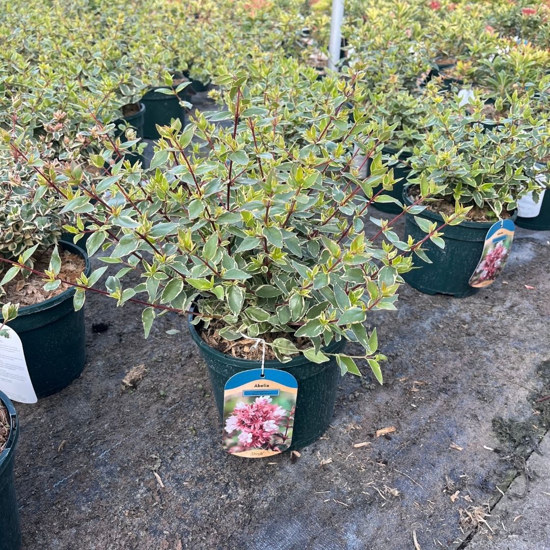 A potted variegated shrub with green and cream leaves, in a dark green nursery pot with a hanging tag showing pink flowers, set in a row of other potted plants on a concrete floor.