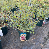 A potted variegated shrub with green and cream leaves, in a dark green nursery pot with a hanging tag showing pink flowers, set in a row of other potted plants on a concrete floor.
