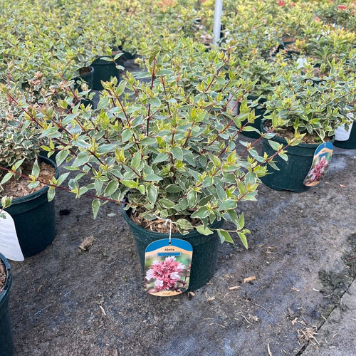 A potted variegated shrub with green and cream leaves, in a dark green nursery pot with a hanging tag showing pink flowers, set in a row of other potted plants on a concrete floor.