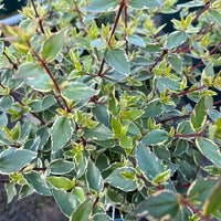 Close-up of a variegated leafy plant with green and yellow-edged foliage on reddish stems.