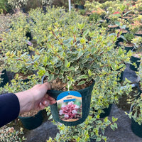 A hand holding a potted variegated shrub plant in a black nursery pot, with a hanging tag showing the name 'Akadia' and a photo of pink flowers. The background is a busy outdoor garden center with many other potted plants.