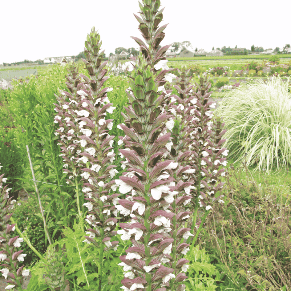 Acanthus 'Morning Candle' producing elegant white flower spikes above glossy green foliage during summer.