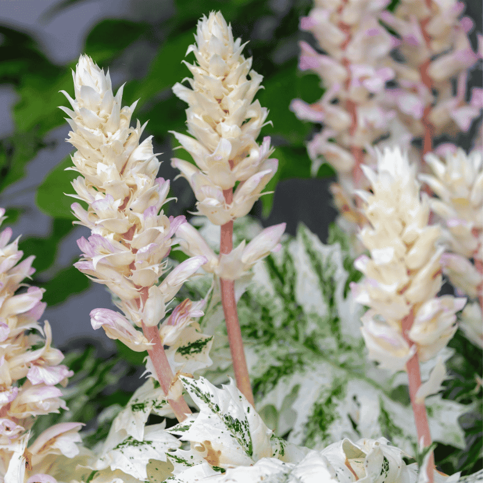 Acanthus 'Whitewater' with bold variegated green and cream foliage, providing year-round architectural interest in garden borders.