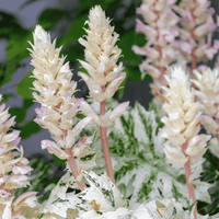 Acanthus 'Whitewater' with bold variegated green and cream foliage, providing year-round architectural interest in garden borders.