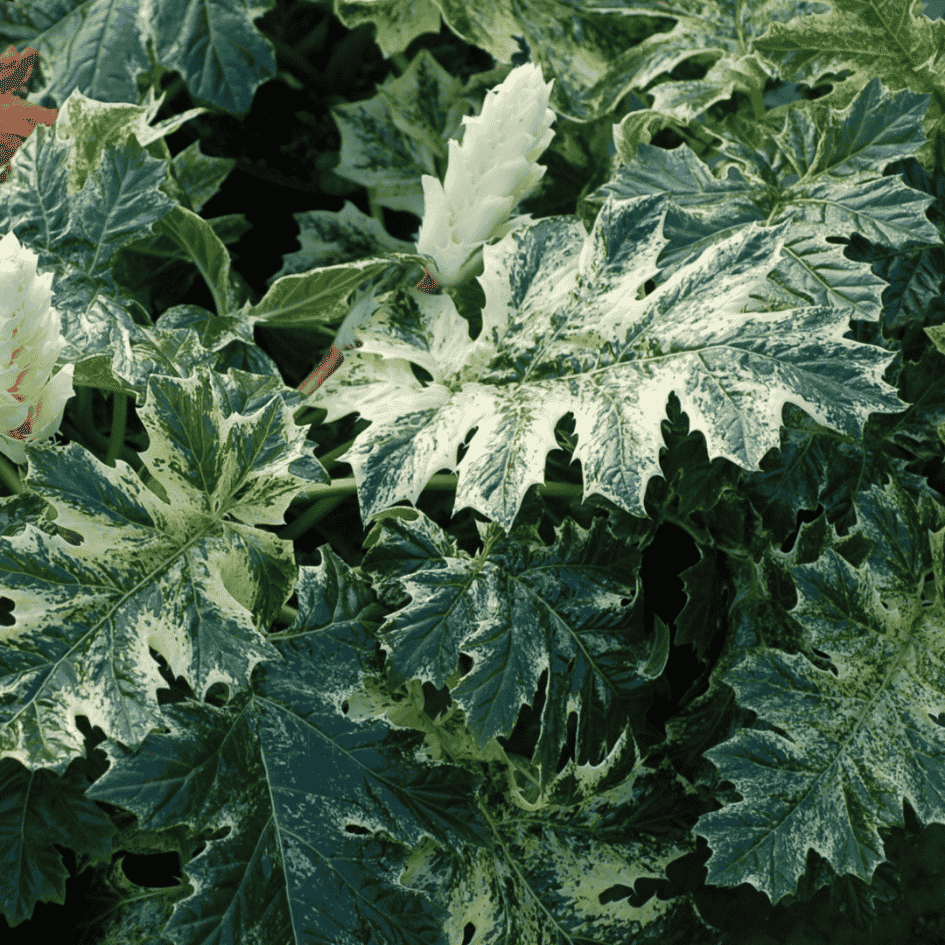Acanthus 'Whitewater' showcasing striking variegated green and cream foliage with deeply lobed architectural leaves.