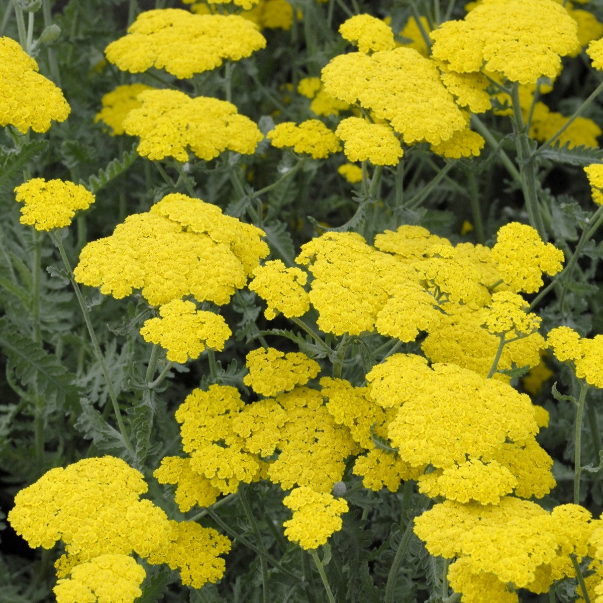 Close-up of Achillea ‘Moonshine’ with flat clusters of soft lemon-yellow flowers above aromatic silver-grey foliage.