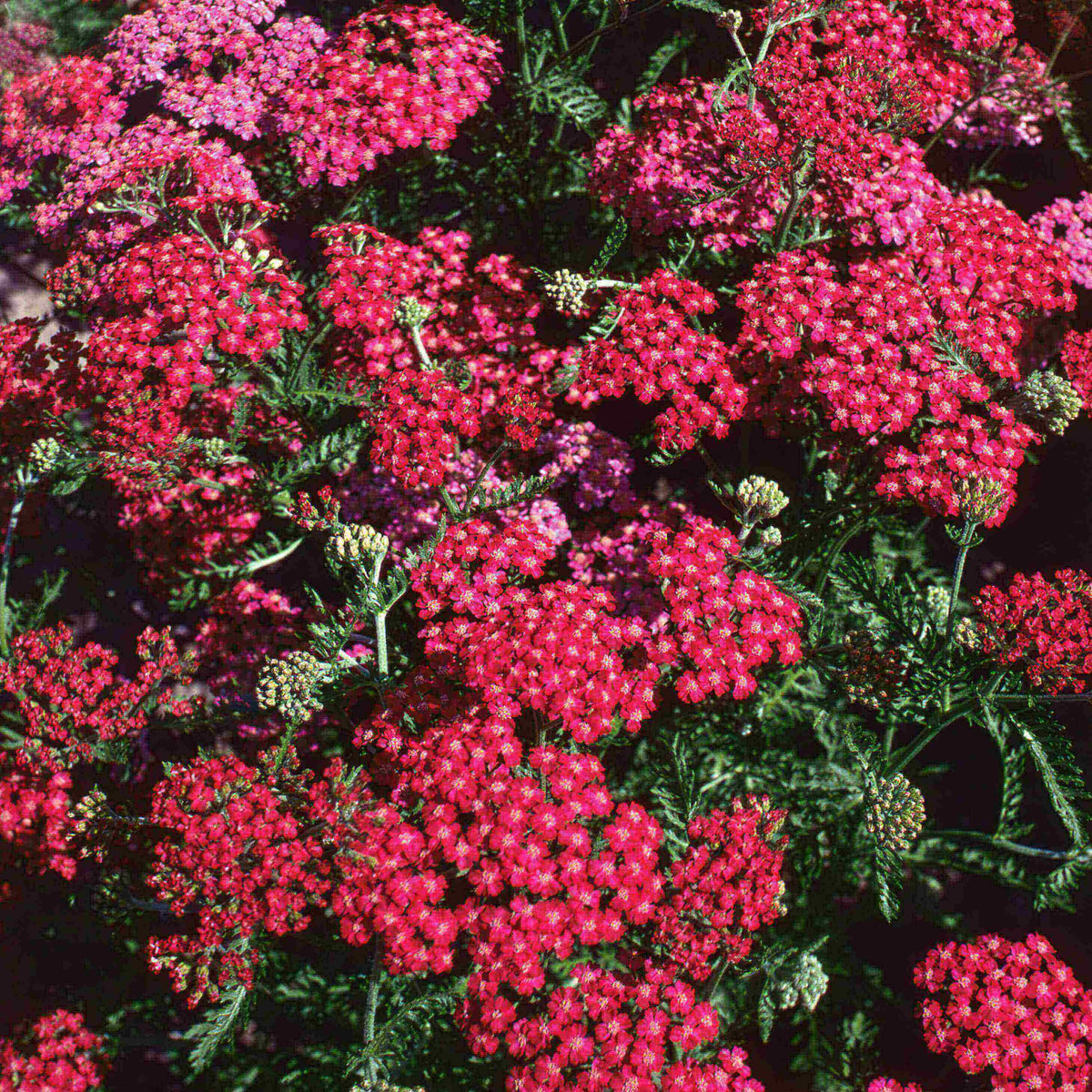 Close-up of Achillea millefolium ‘Cerise Queen’ with clusters of rich cerise-pink flowers above finely divided green foliage.