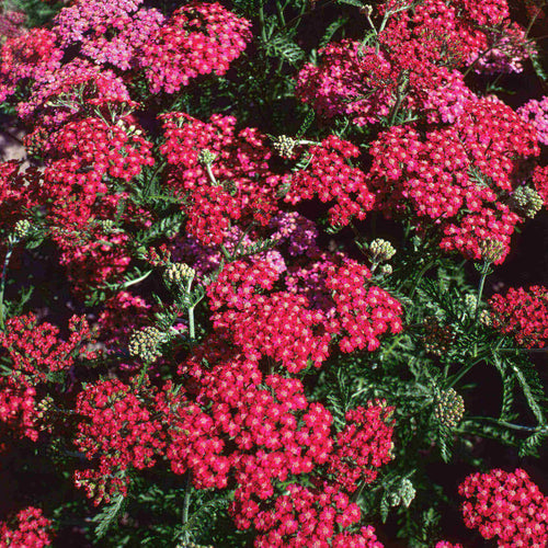 Close-up of Achillea millefolium ‘Cerise Queen’ with clusters of rich cerise-pink flowers above finely divided green foliage.