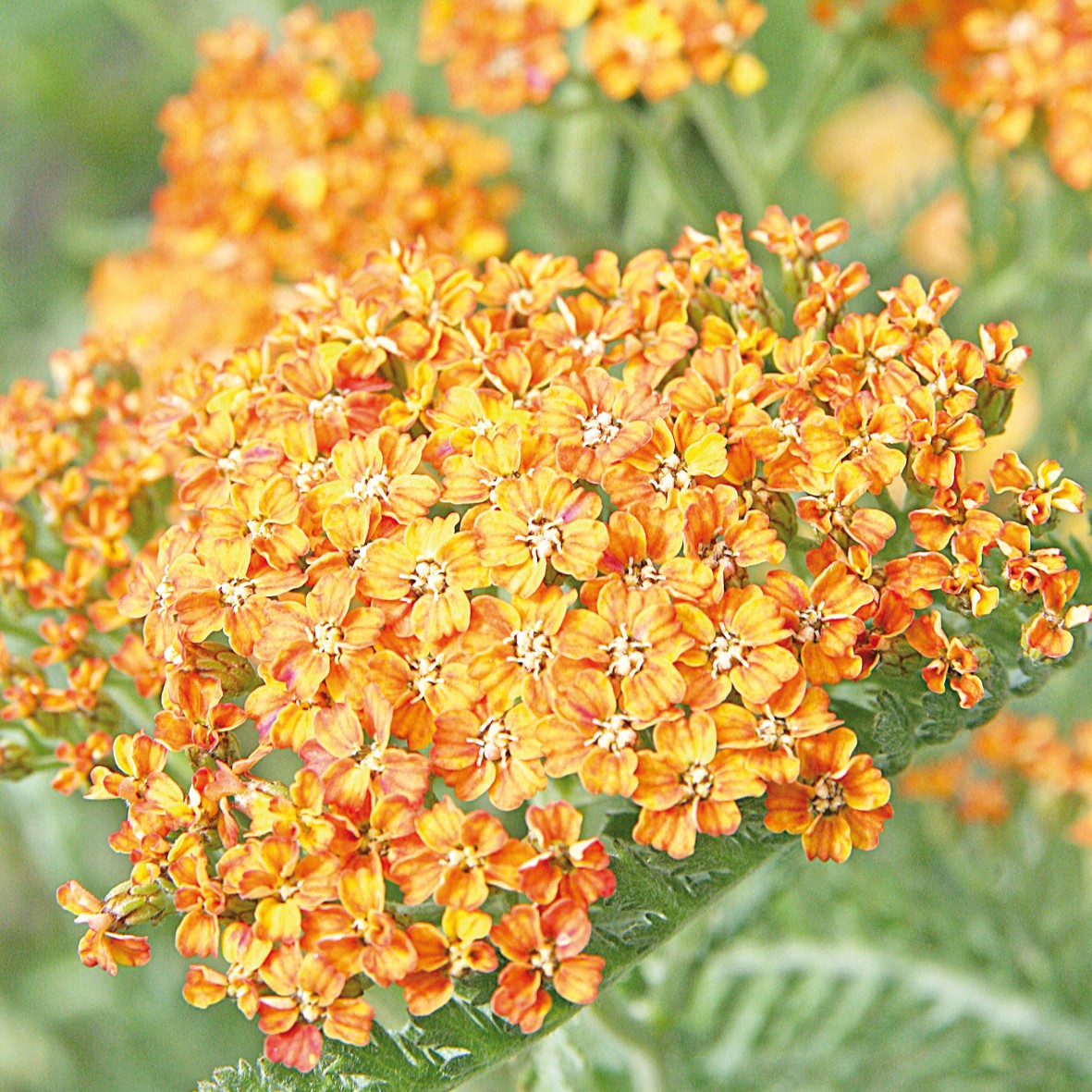 Close-up of Achillea millefolium ‘Terracotta’ flowers opening in warm terracotta-orange shades fading to soft peach and yellow tones above ferny green foliage.