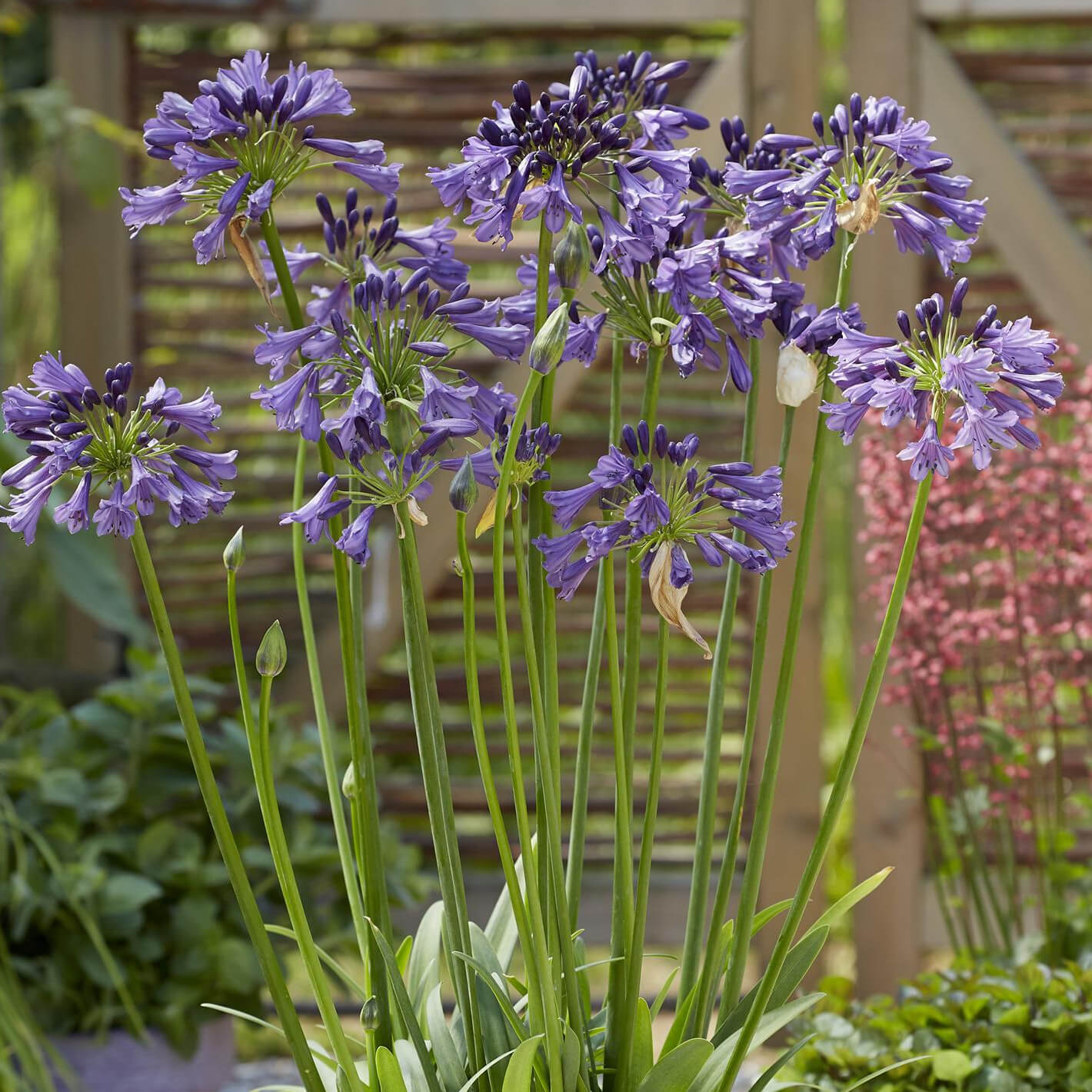 Close-up of Agapanthus ‘Poppin Purple’ with rich deep purple-blue flower heads above strap-like green foliage in bloom.