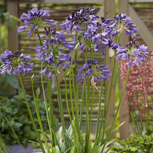 Close-up of Agapanthus ‘Poppin Purple’ with rich deep purple-blue flower heads above strap-like green foliage in bloom.