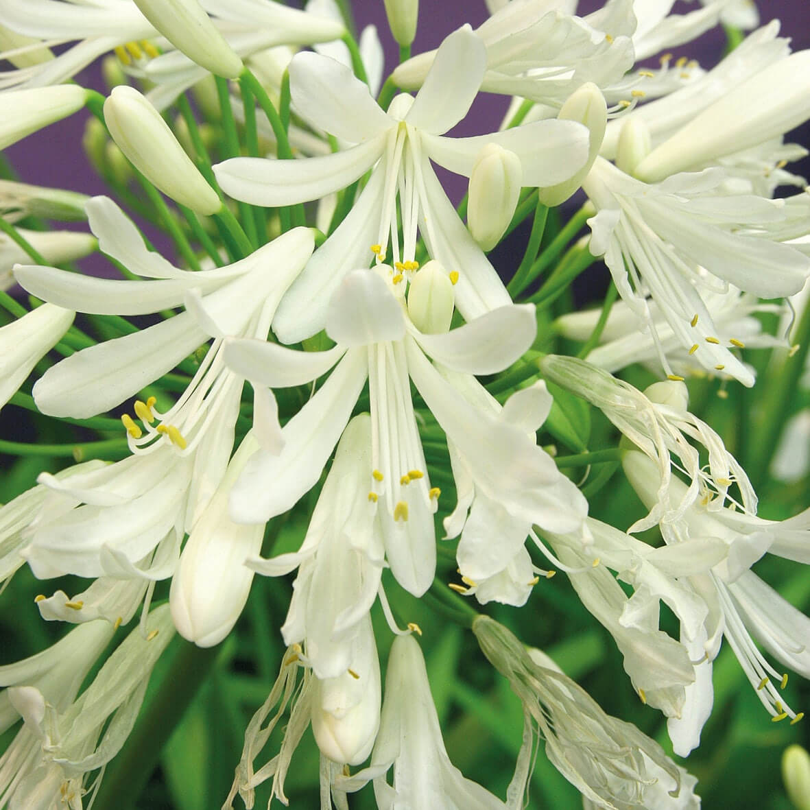 Close-up of pure white Agapanthus ‘Albus’ flower heads above strap-like green foliage in bloom.