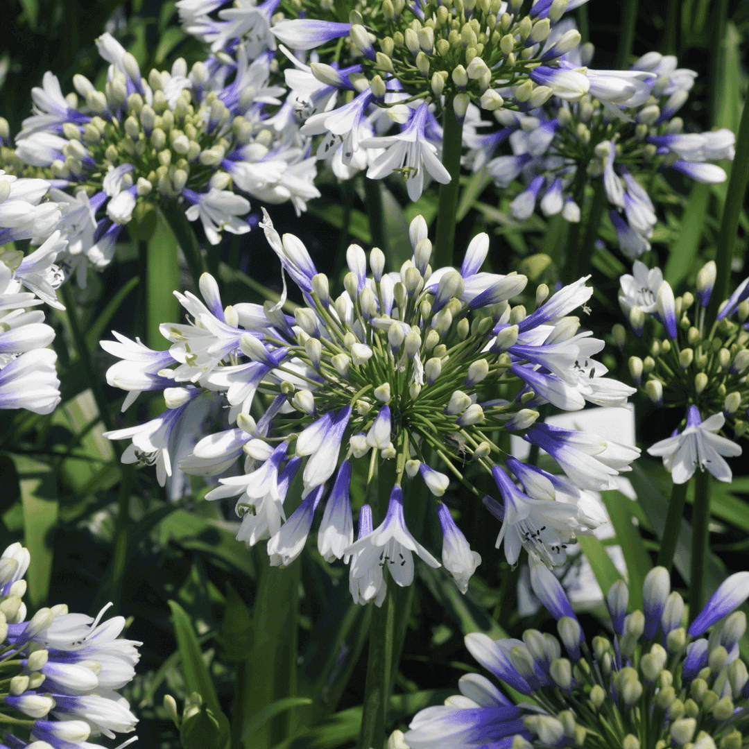 Close-up of Agapanthus ‘Twister’ flowers with white petals striped and shaded deep blue above strap-like green foliage.