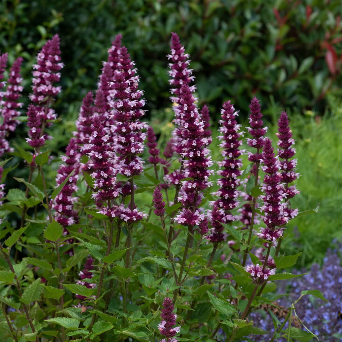 Close-up of Agastache ‘Beelicious Pink’ flowers with vibrant pink flower spikes above aromatic green foliage.