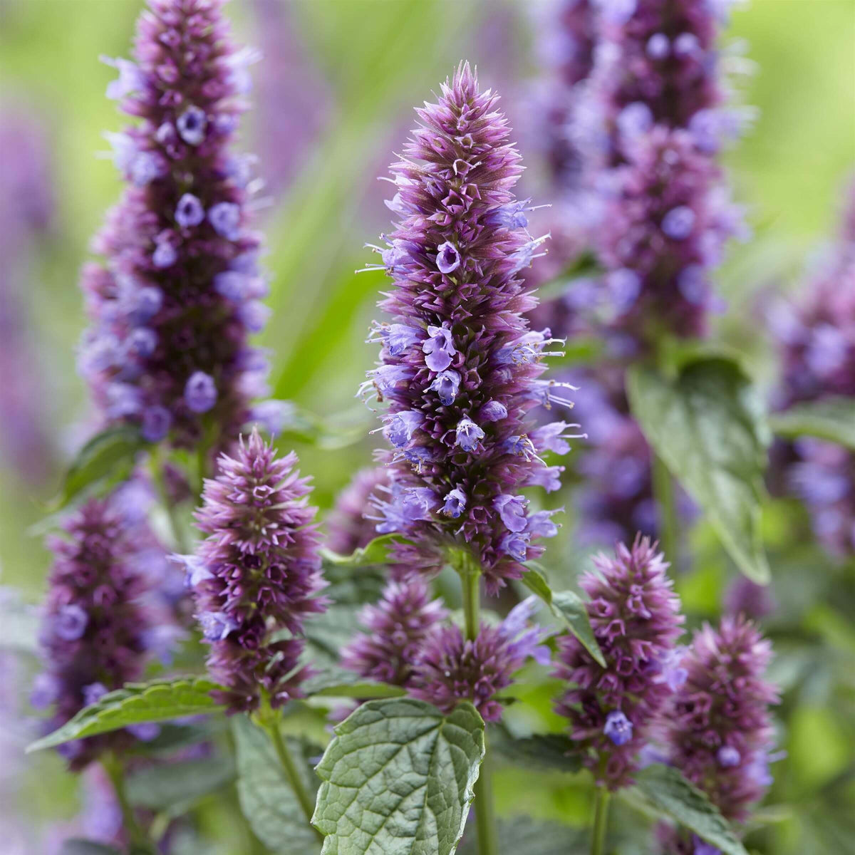 Close-up of Agastache ‘Beelicious Purple’® flower spikes with rich purple blooms above aromatic green foliage.