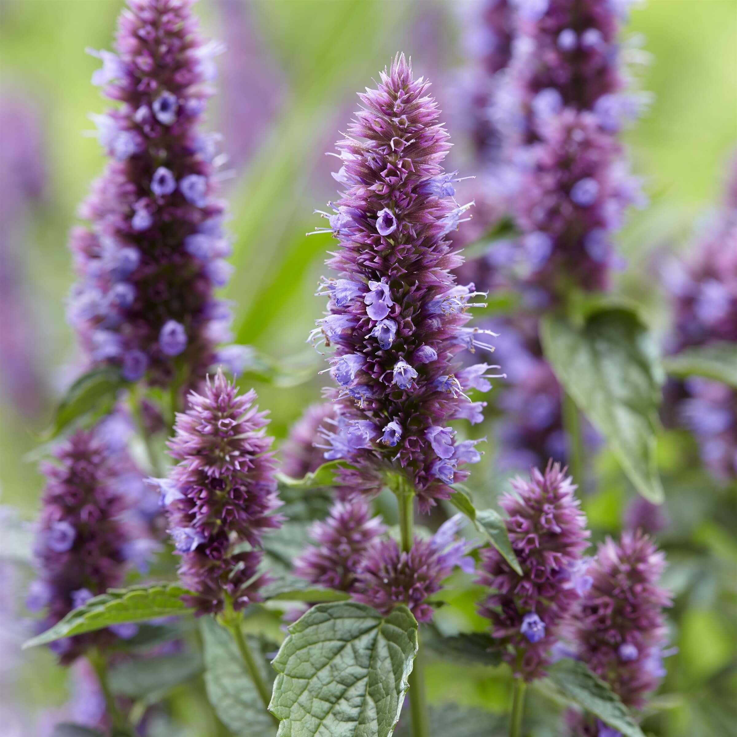 Close-up of Agastache ‘Beelicious Purple’® flower spikes with rich purple blooms above aromatic green foliage.