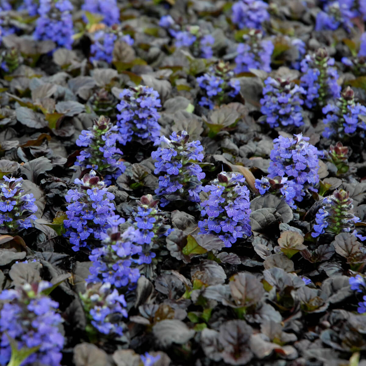 Close-up of Ajuga ‘Black Scallop’ with glossy near-black scalloped foliage and vivid deep blue flower spikes in bloom.