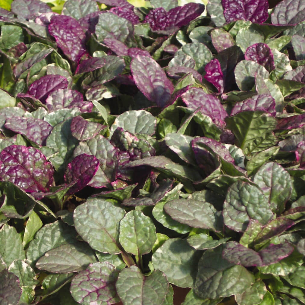 Close-up of Ajuga ‘Burgundy Glow’ foliage in shades of green, cream, and burgundy.