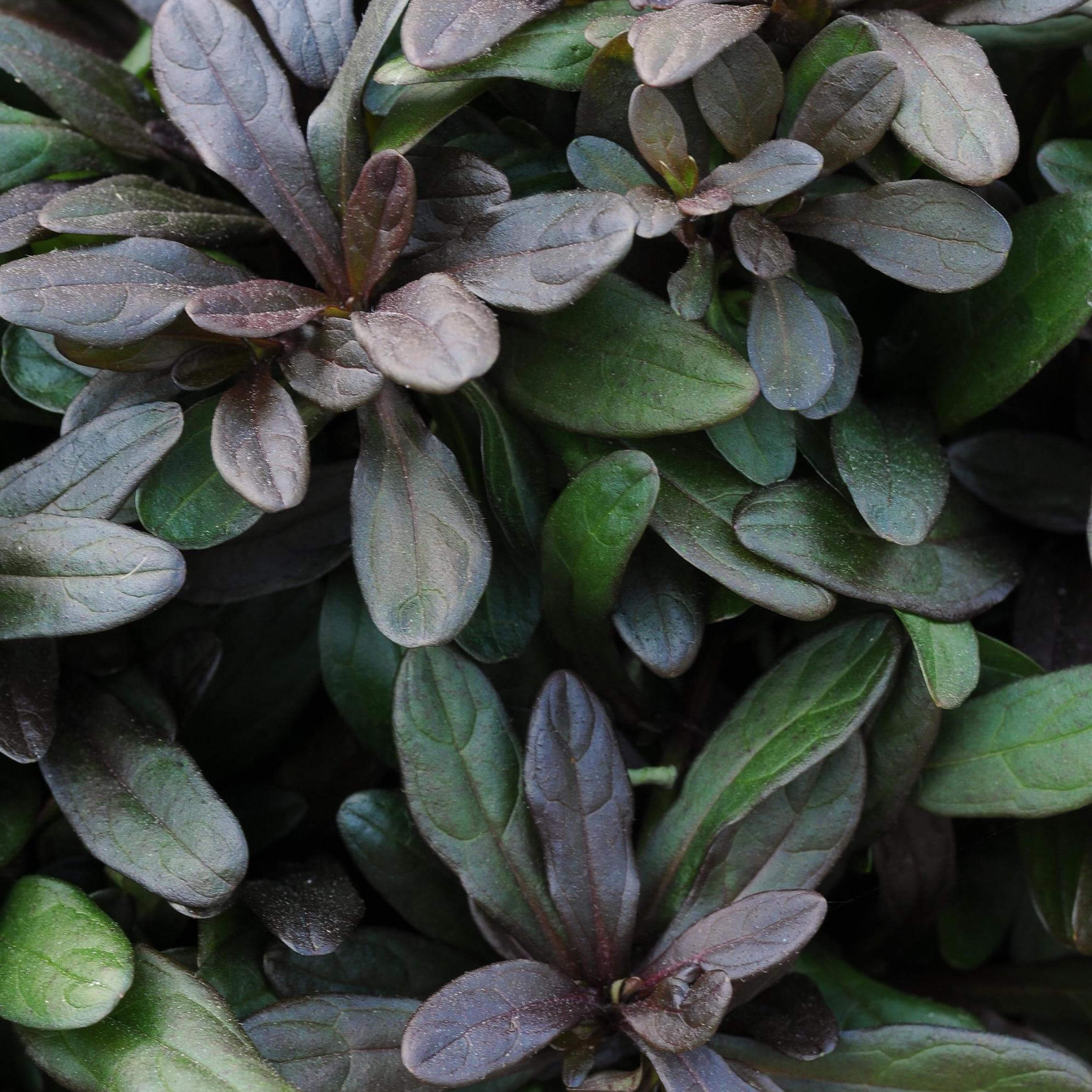 Close-up of Ajuga ‘Chocolate Chip’ with narrow green and bronze-purple foliage.