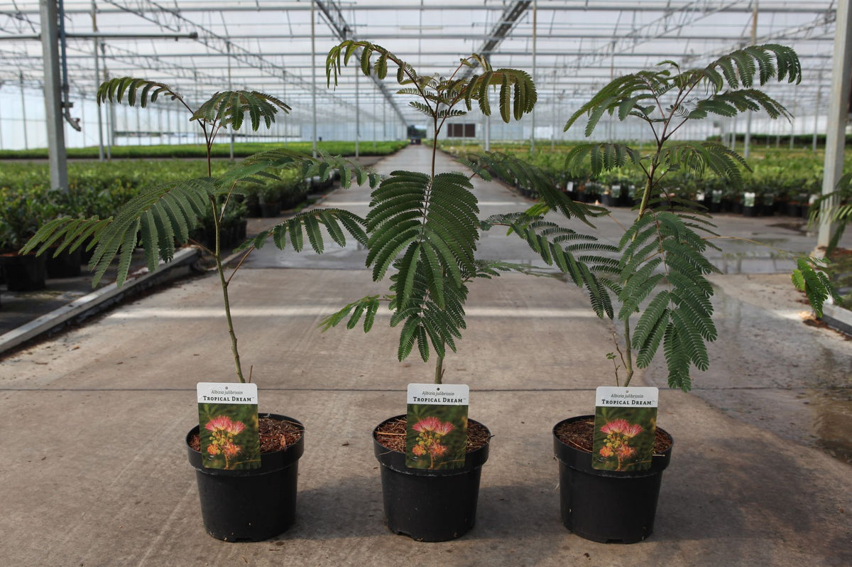 Albizia julibrissin ‘Tropical Dream’ with soft fern-like foliage and an exotic tropical canopy, creating a Mediterranean jungle-style focal point in the garden.