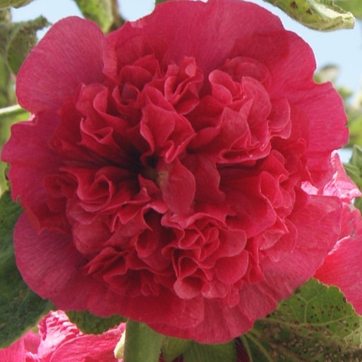 Close-up of large double scarlet-red hollyhock flowers of Alcea ‘Chater’s Double Scarlet’ blooming on tall upright stems.