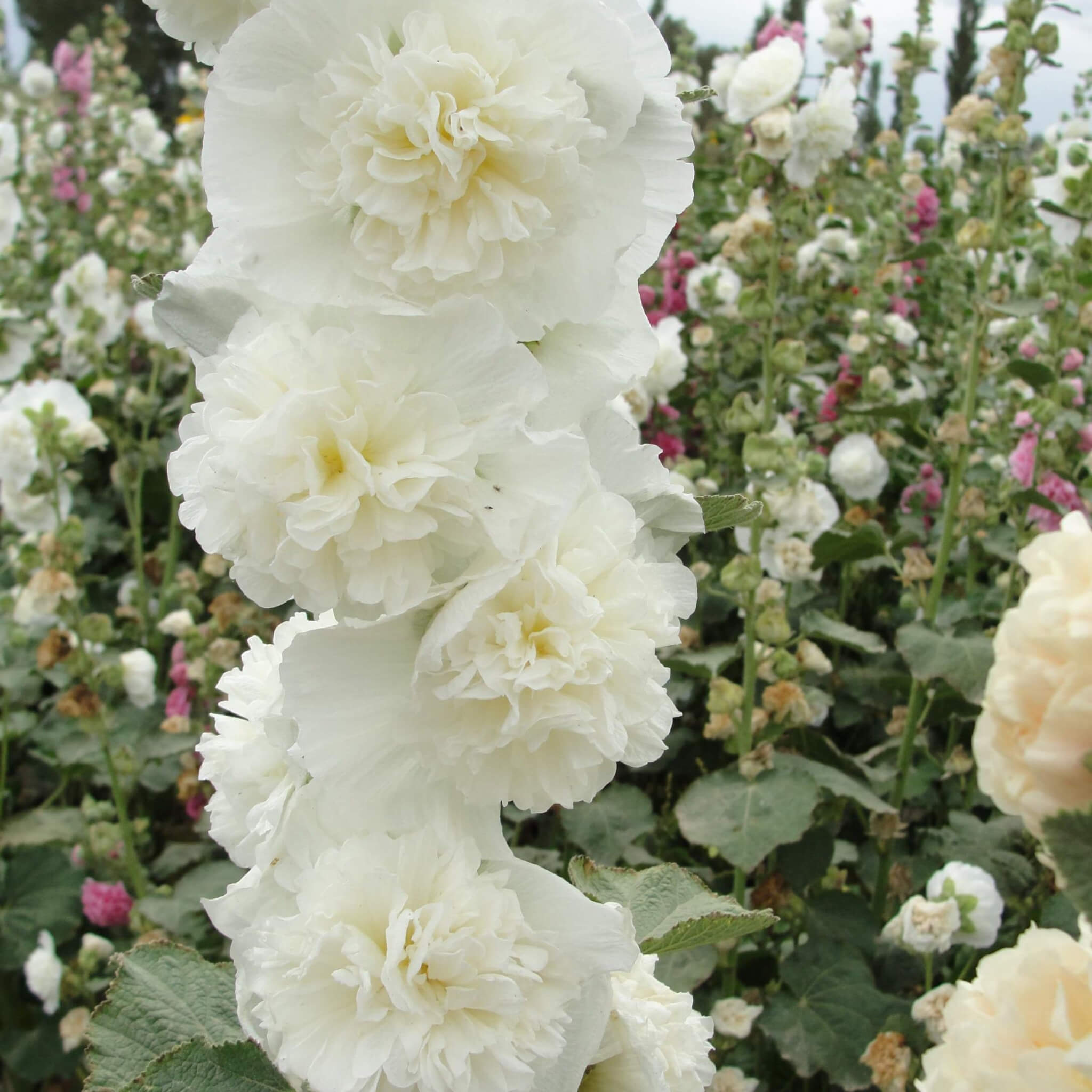 Close-up of large double pure white hollyhock flowers of Alcea ‘Chater’s Double White’ blooming on tall upright stems.