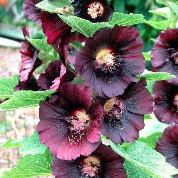 Close-up of deep maroon almost black Alcea ‘Nigra’ hollyhock flowers blooming on tall upright stems.