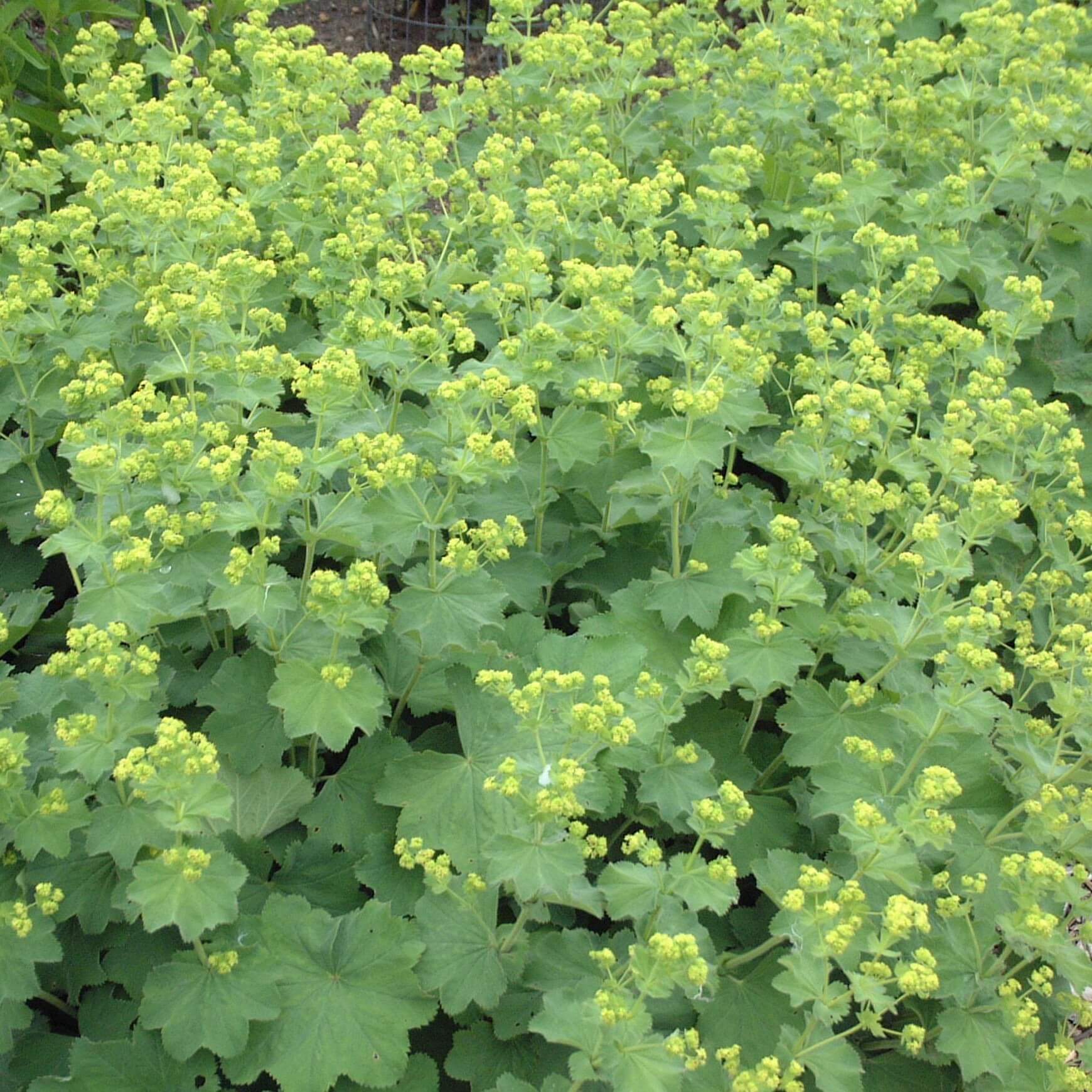 Close-up of Alchemilla mollis with soft scalloped green foliage and airy sprays of delicate lime-green flowers.