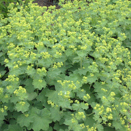 Close-up of Alchemilla mollis with soft scalloped green foliage and airy sprays of delicate lime-green flowers.